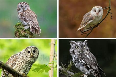 OWL Sound: Different Types of Owls and With Their Sounds