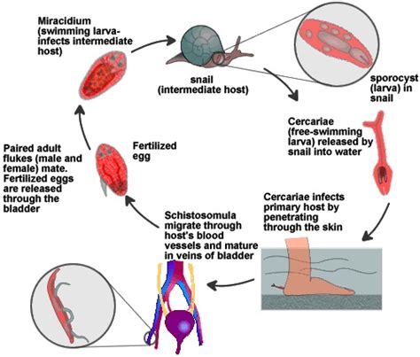 Lecture Notes in Medical Technology: Lecture #11: THE BLOOD FLUKES