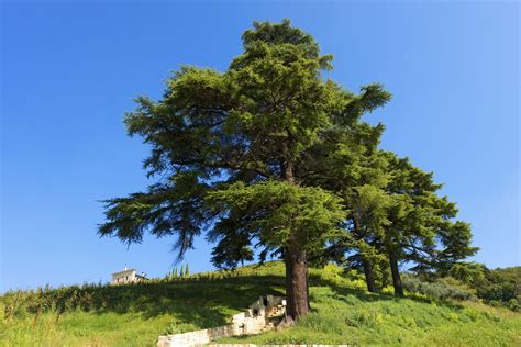 Lebanon Cedar Information: Tips On Growing Cedar Of Lebanon Trees | Gardening Know How