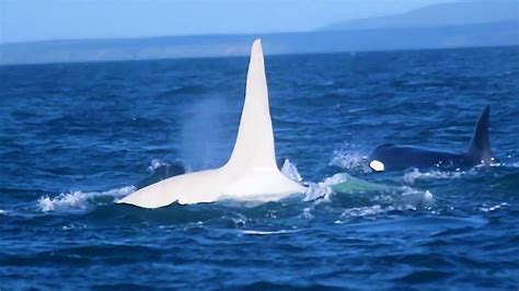 3 Years After This White Killer Whale Vanished, A Scientist Made An ...