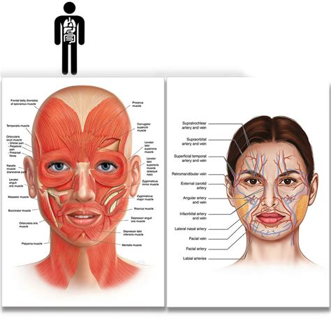 FACE Anatomy Muscle Veins Detailed EDUCATIONAL SCIENCE Poster - Etsy