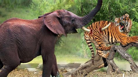 Angry Elephant Rushes To Attack Tiger To Protect His Fellow - Elephant vs Tiger - YouTube