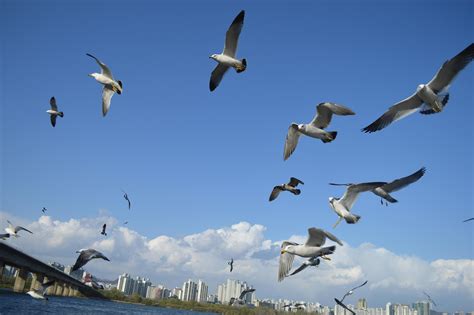 Flock Of Birds Flying · Free Stock Photo