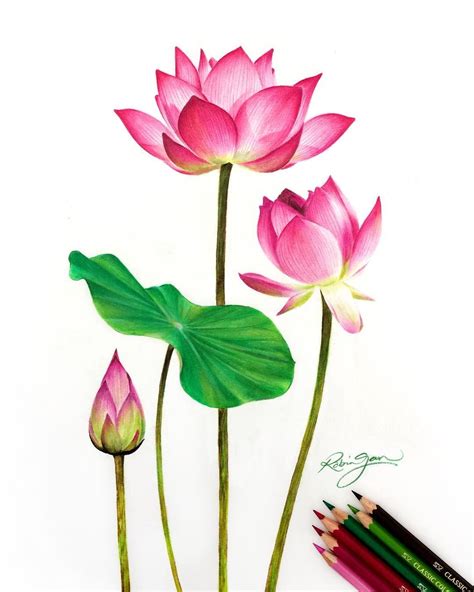 Robin Gan 👨🏼‍🎨 on Instagram: “"The Awakening" - New drawing of lotus flowers as a learning ...