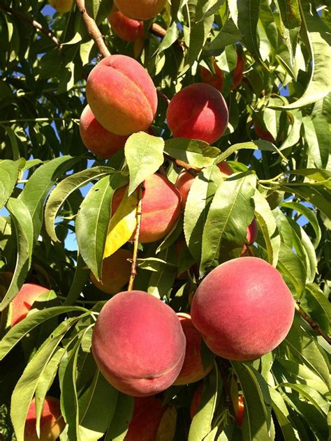 Enjoy Peach, Nectarine, and Plum Season at Parlee Farms!