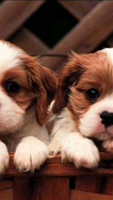 Puppies Wallpaper For Android - 2021 Android Wallpapers