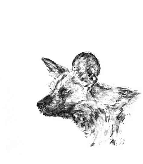 "Wild Dog" - Wild Dog Portrait - charcoal drawing by Annika Funke - www ...