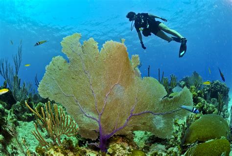Free Images : sea, ocean, swimming, coral reef, plants, life, diver, sports, deep, water sport ...