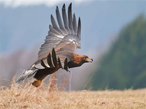 Golden Eagle Migration: A Complete Guide to Their Journey… | Birdfact