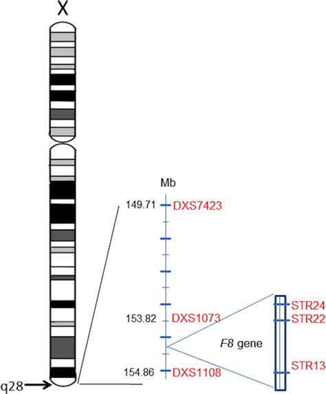 Genomic map of chromosome X: localization and position of F8 gene and... | Download Scientific ...