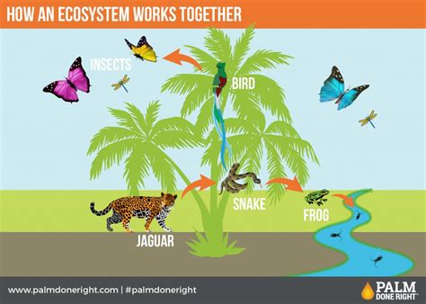 What Does Sustainable Palm Oil Mean for Animals | Palm Done Right