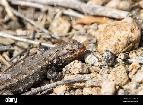 Western Fence Lizard Stock Photo - Alamy