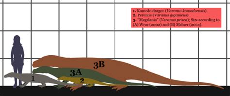 The Australian Megafauna - Owlcation