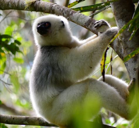 01-22 Saving the Silky Sifaka - Duke Lemur Center