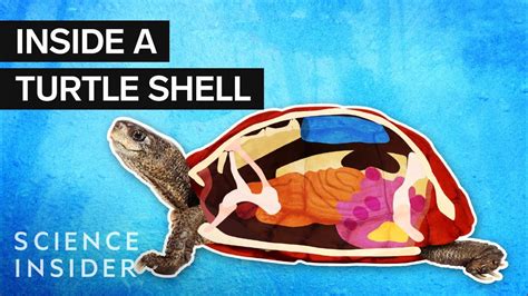 What’s Inside A Turtle Shell? - YouTube