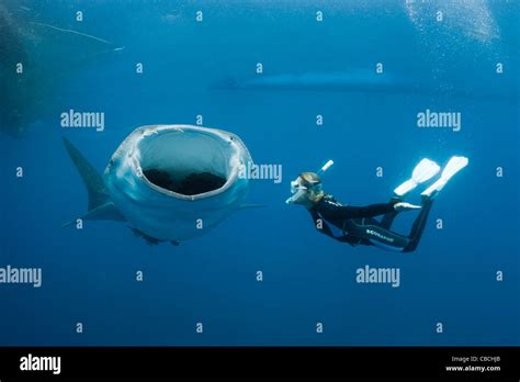 Plongée De Requin Baleine Banque d'image et photos - Alamy