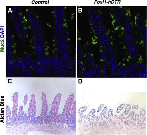 The frequency of mucin-secreting goblet cells is unaffected by ablation ...