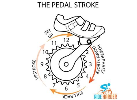 Muscles used in cycling and how to strengthen them simply! - Ride Harder