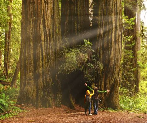 Redwood National Park Facts for Kids - KonnectHQ