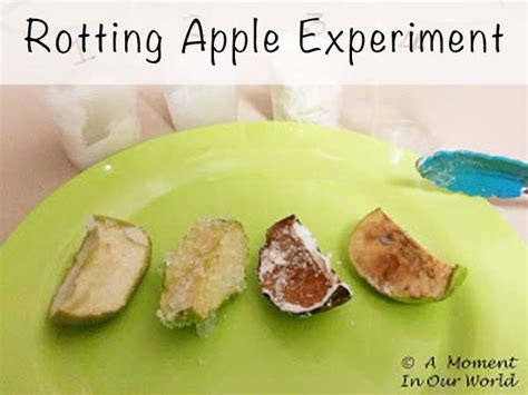 Rotten Apple Science Experiment - Simple Living. Creative Learning