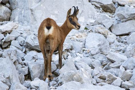 Rebeco, Rupicapra Rupicapra, on the Rocky Hill of Picos De Europa ...