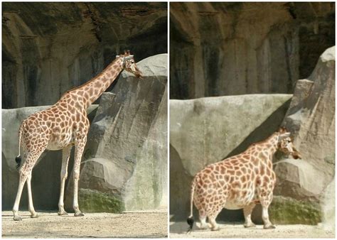 Is This a Picture of an Unusually Short Giraffe?