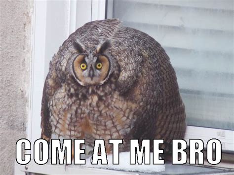 20 Hilariously Adorable Owl Memes