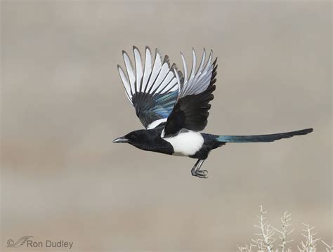 Magpie Demonstrating An Interesting Bird Photography Phenomenon ...