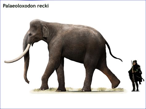 Palaeoloxodon recki by cisiopurple on DeviantArt | Prehistoric animals, Animals, Prehistoric world