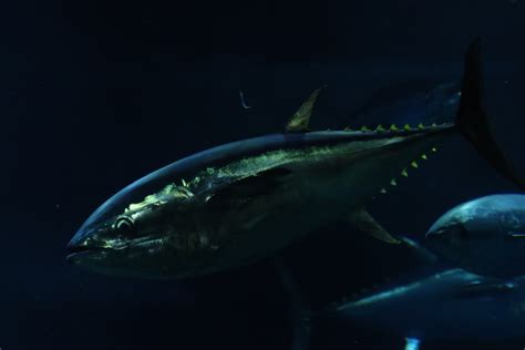 Pacific bluefin tuna - ZooChat