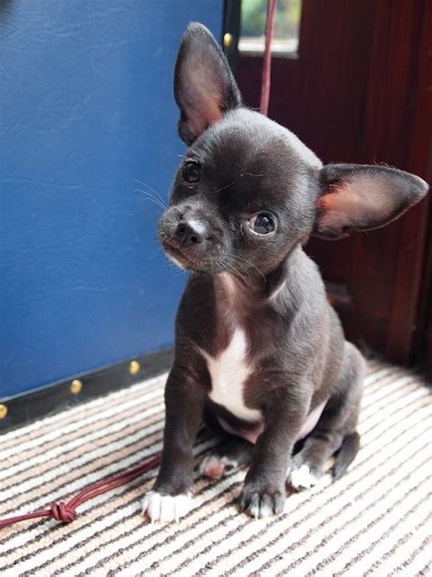 widdle black chi puppy! | Cute puppies, Cute dogs, Chihuahua puppies