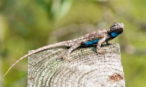 Discover 10 Incredible Lizards in Florida - A-Z Animals