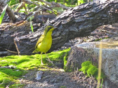 South Texas bird migration does not disappoint Corpus Christi birders