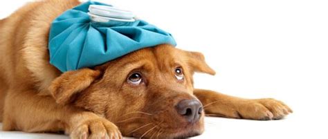 Sick as a Dog: Warning Signs Your Pooch is Sick | Animal Bliss