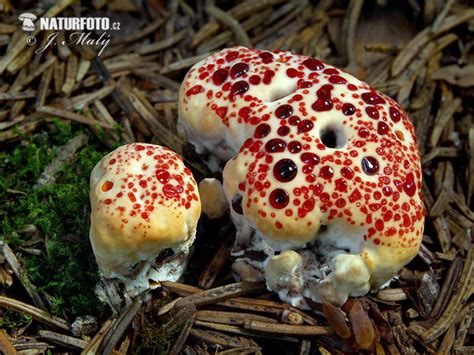 Bleeding tooth fungus Mushroom Photos, Bleeding tooth fungus Images, Nature Wildlife Pictures ...