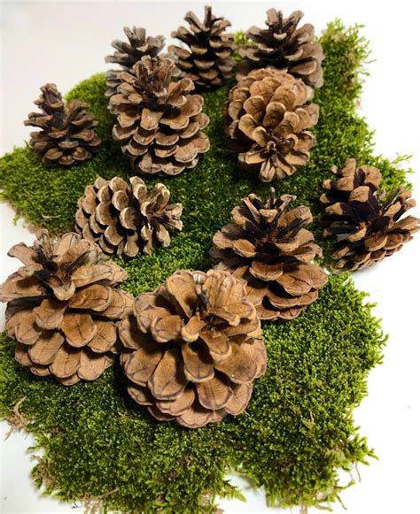 Red Pine Cones Pinus Resinosa Pinecones for Crafting - Etsy