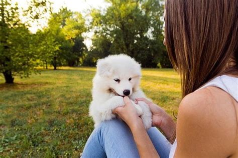 Garmin Tri Tronics Sport Pro Dog Training Collar | Every Day Interests