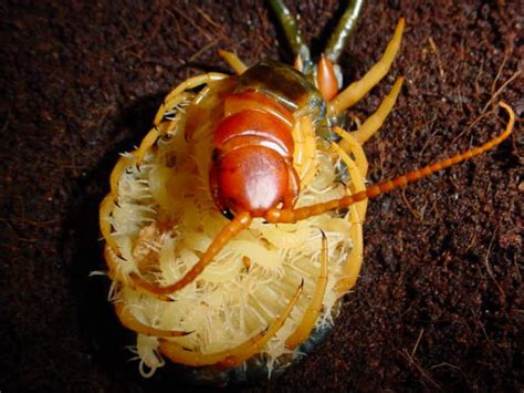 Back Into Nature: Nature's Neighbors ~ Giant Desert Centipede