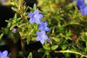 Expert Tips For Lithodora Plant Care | Plantly