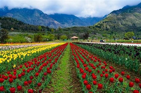 Timing of the visit is the essence for tulip - Review of Indira Gandhi Tulip Garden, Srinagar ...