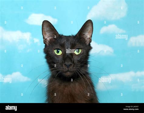 Portrait of one black and brown cat with vibrant green eyes looking at viewer. Blue background ...