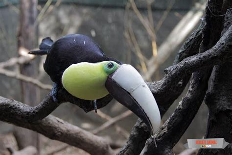 Toucan gets 3D-printed beak after gruesome injury – The Tico Times ...