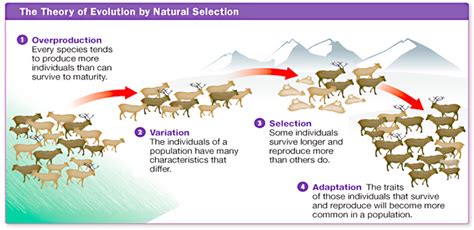 Unit 2-3: Mechanisms of Evolution and Natural Selection – The Biology Classroom