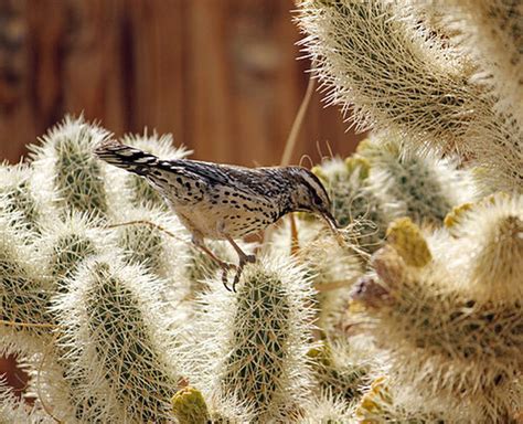 Desert Birds - Cactus Garden: The Sonoran Desert with Child-Friendly Facts