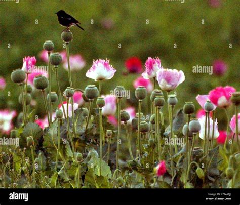 Opium poppy field destruction hi-res stock photography and images - Alamy