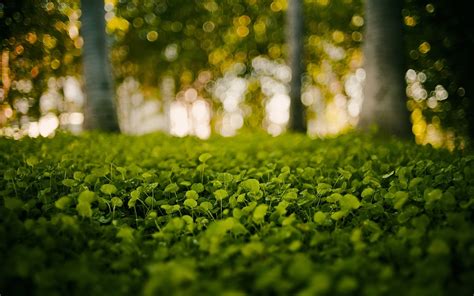 green, Nature, Grass, Bokeh, Blurred, Background Wallpapers HD / Desktop and Mobile Backgrounds