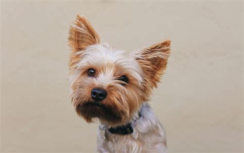 The Complete Guide to Train Your Yorkie Puppy Like a Pro