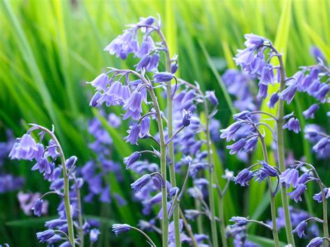 How to grow and care for bluebells | lovethegarden | Bee friendly plants, English bluebells, Plants