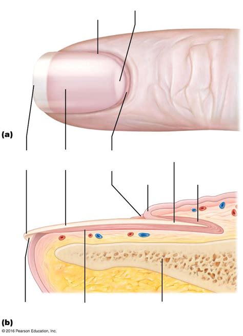 parts of nail Diagram | Quizlet