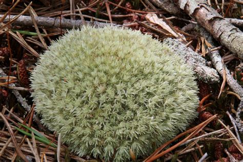 Maryland Biodiversity Project - White Moss (Leucobryum albidum)